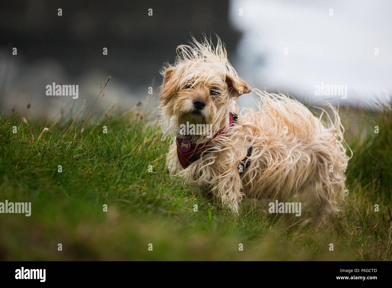 Aberystwyth, Wales, Regno Unito. 17 Nov 2015. Madge, un terrier cross incontra Barney, una croce tempesta, sulle falesie sopra Aberystwyth Credito: Alan Hale/Alamy Live News Foto Stock