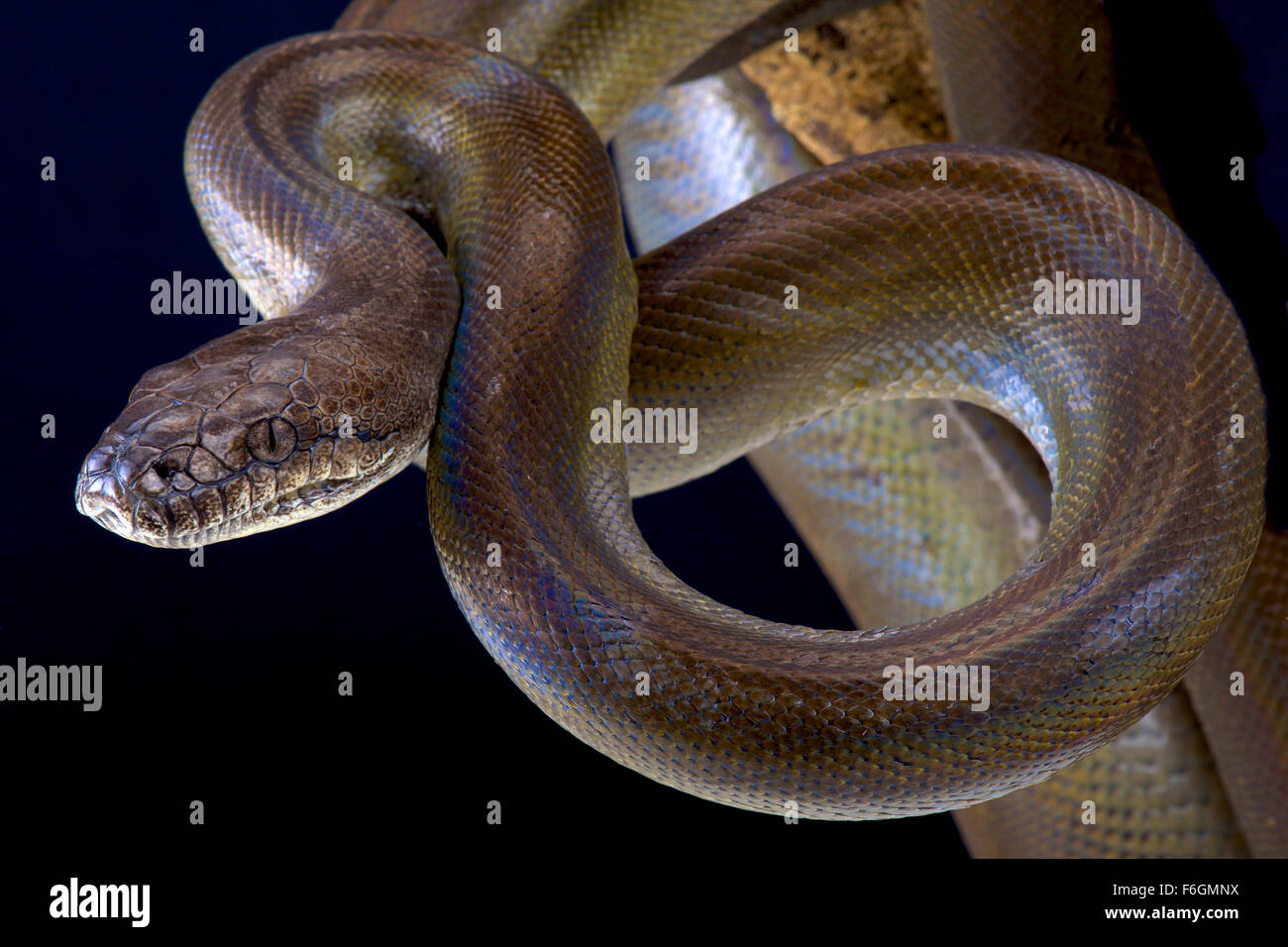 Papua (python Apodora papuana) Foto Stock