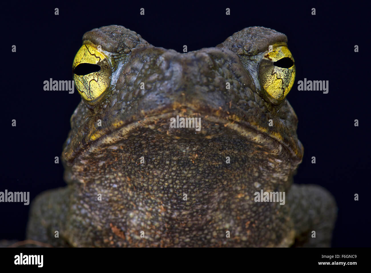 Fiume gigante toad (Phrynoides aspera) Foto Stock