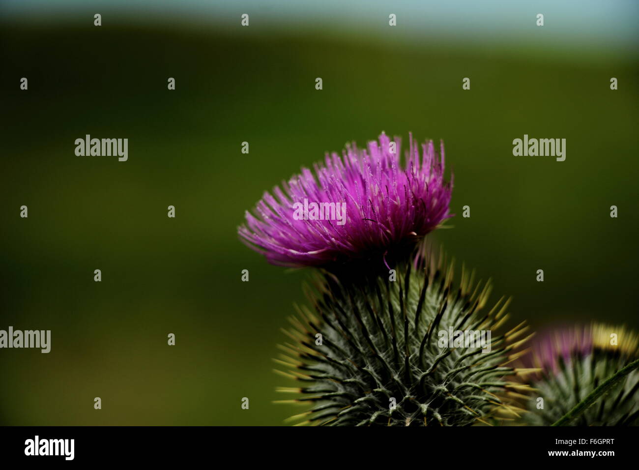 Close up di un thistle con il fuoco selettivo Foto Stock