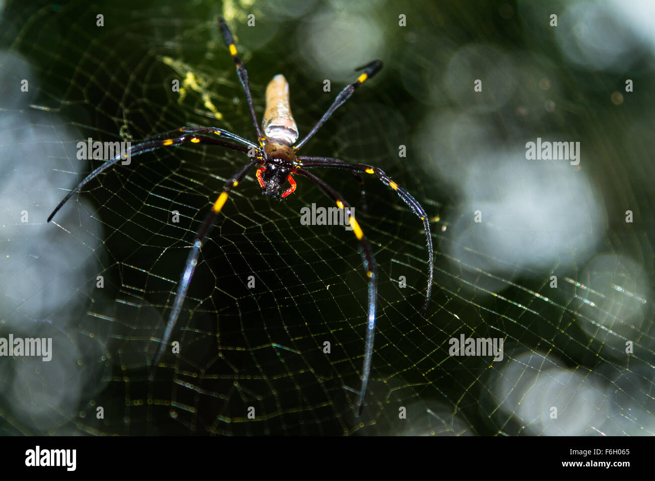 Questi golden-orb spider web si trovano in tutta l'Australia e sono una vista regolari nella regione tropicale Nord Queensland. Foto Stock