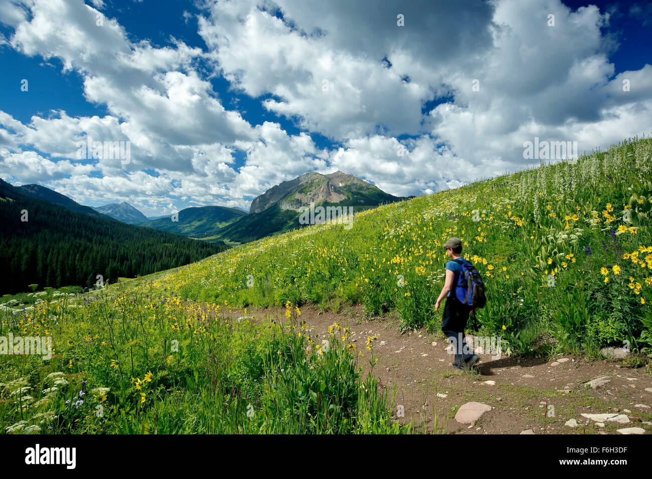 Fiori Selvatici, escursionista sul sentiero n. 401 e montagna gotico (12,631 ft.), la Foresta Nazionale di Gunnison, vicino a Crested Butte, Colorado, STATI UNITI D'AMERICA Foto Stock