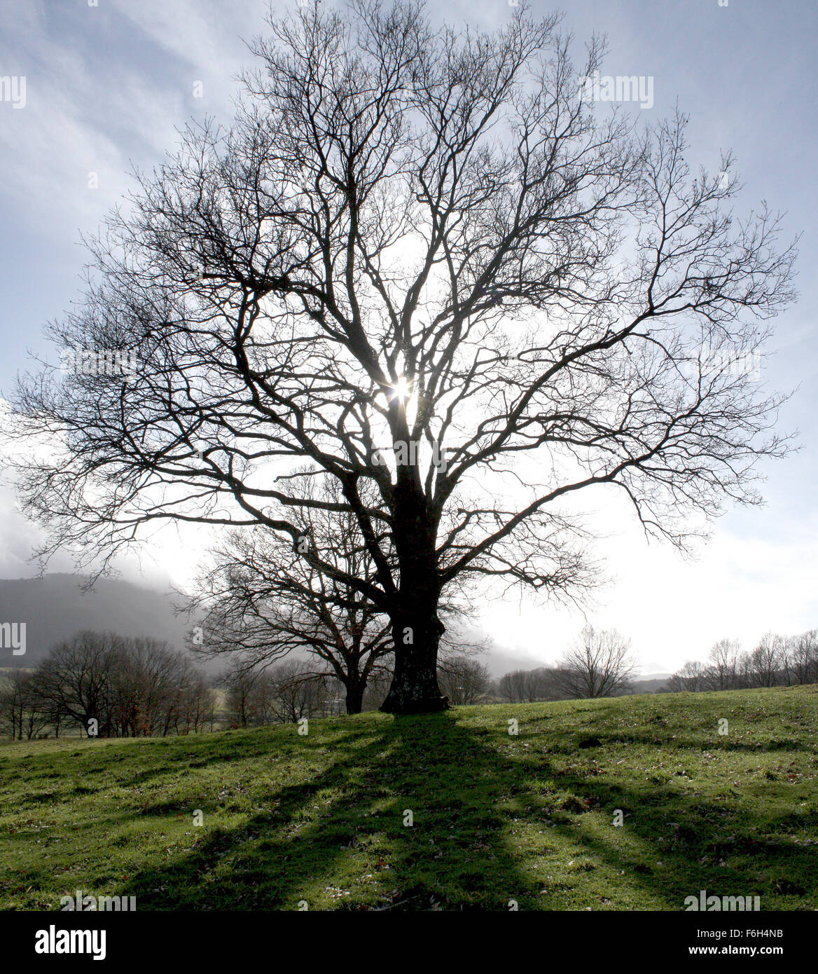 Grande albero Foto Stock
