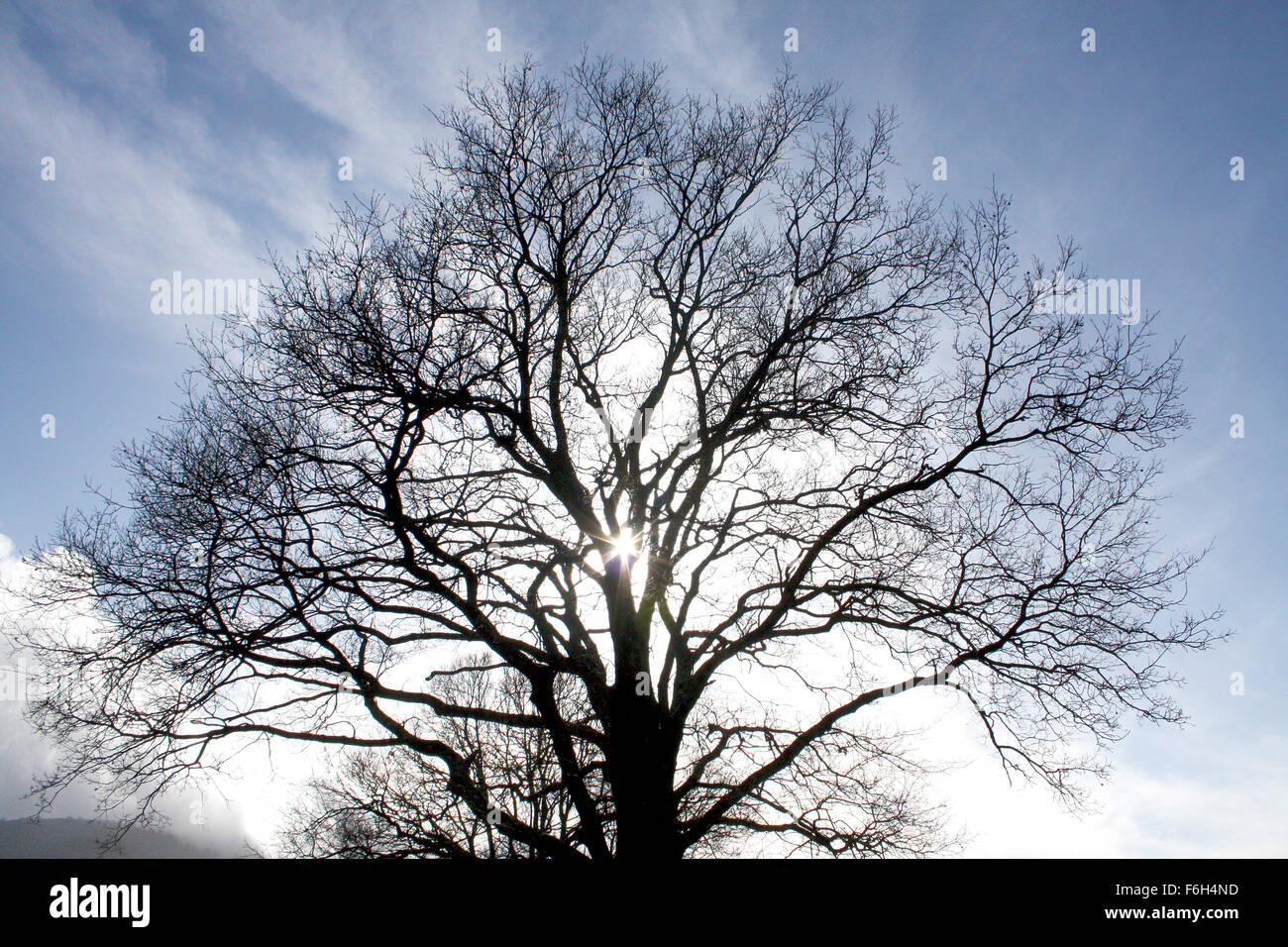 Grande albero Foto Stock