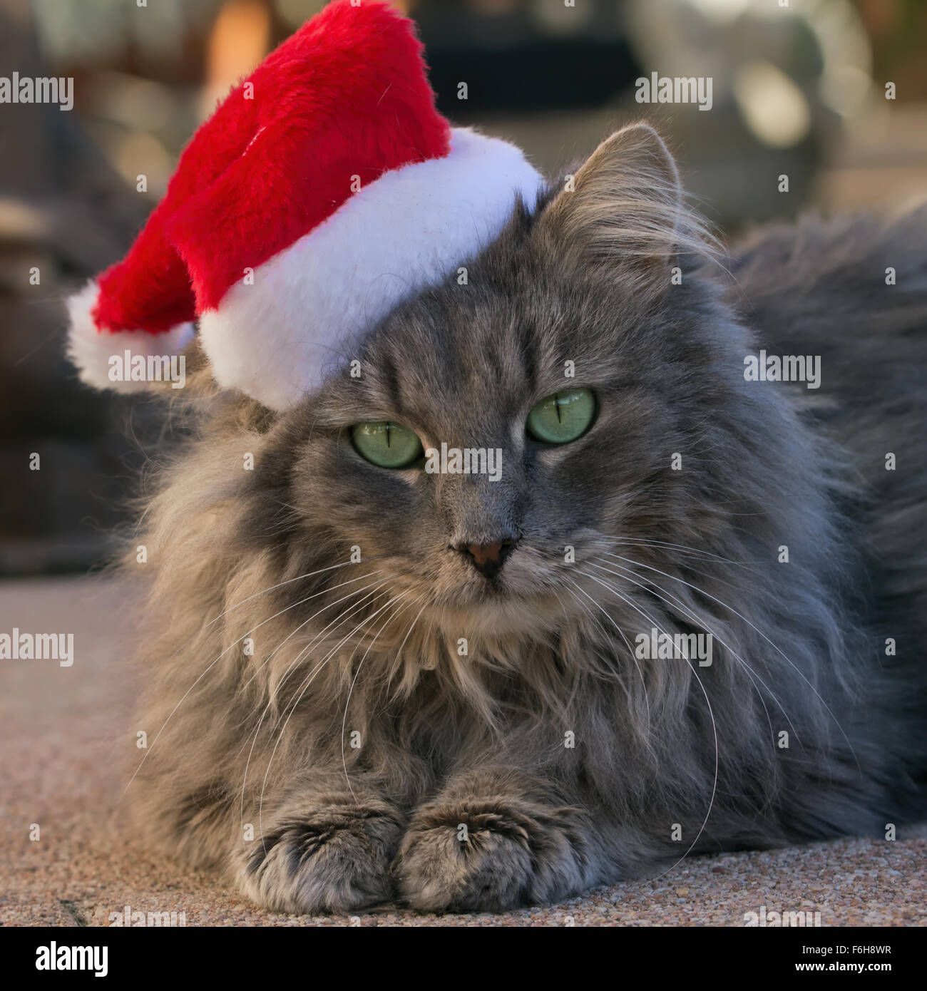 Gatto con Santa hat, pronto per il Natale Foto Stock