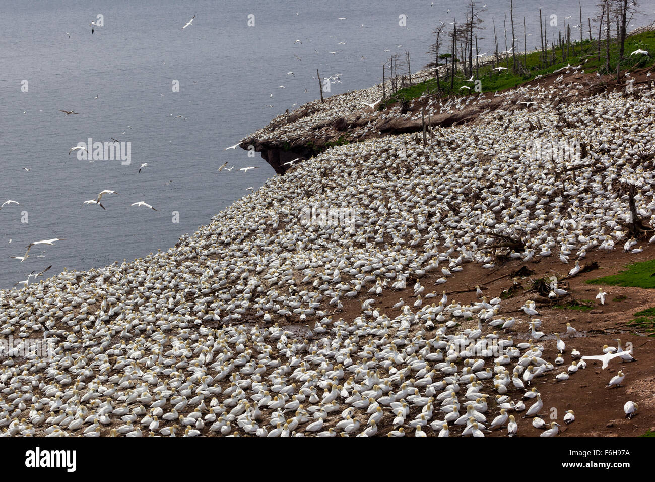 Northern Gannet colonia su isola di Bonaventura, Perce, Gaspe, Quebec, Canada. Foto Stock