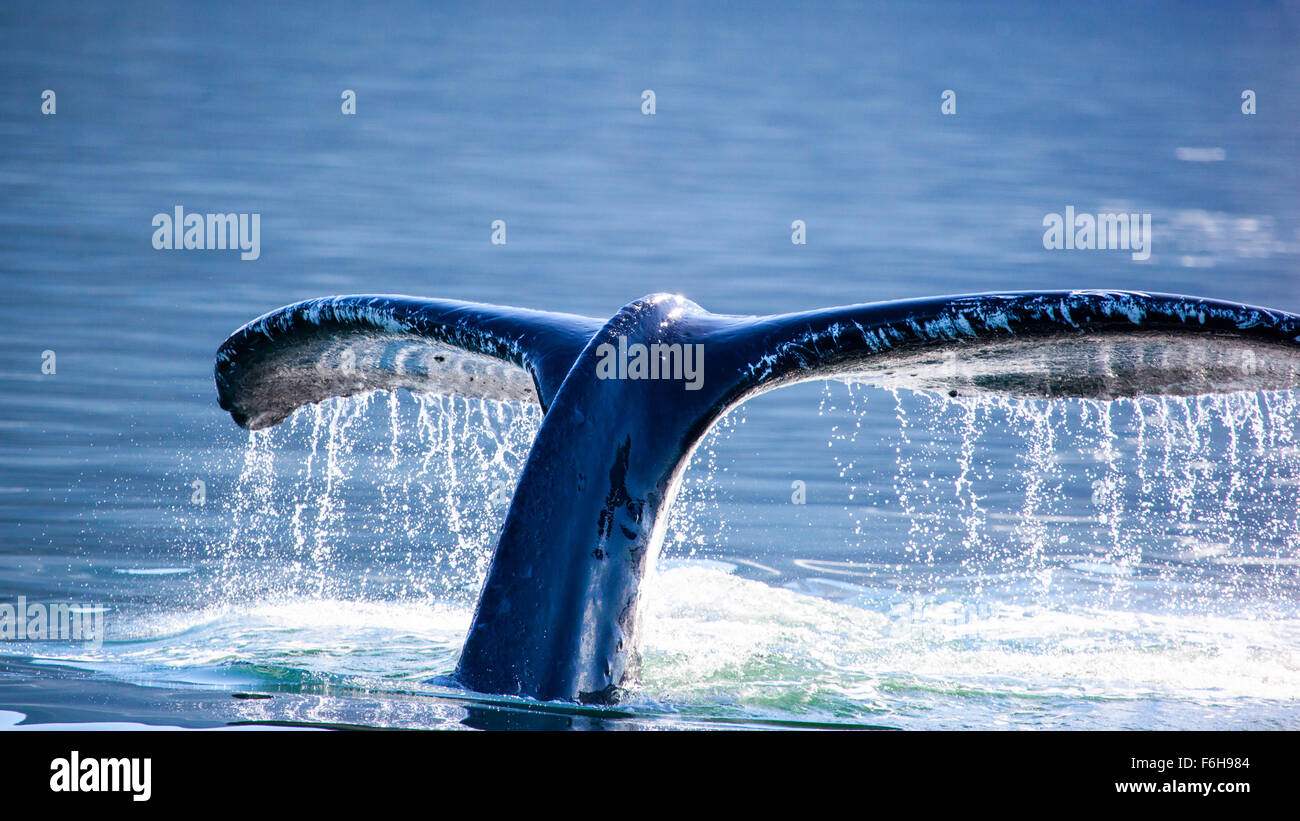 Humpback Whale (Megaptera novaeangliae) di coda, Juneau, in Alaska Foto Stock
