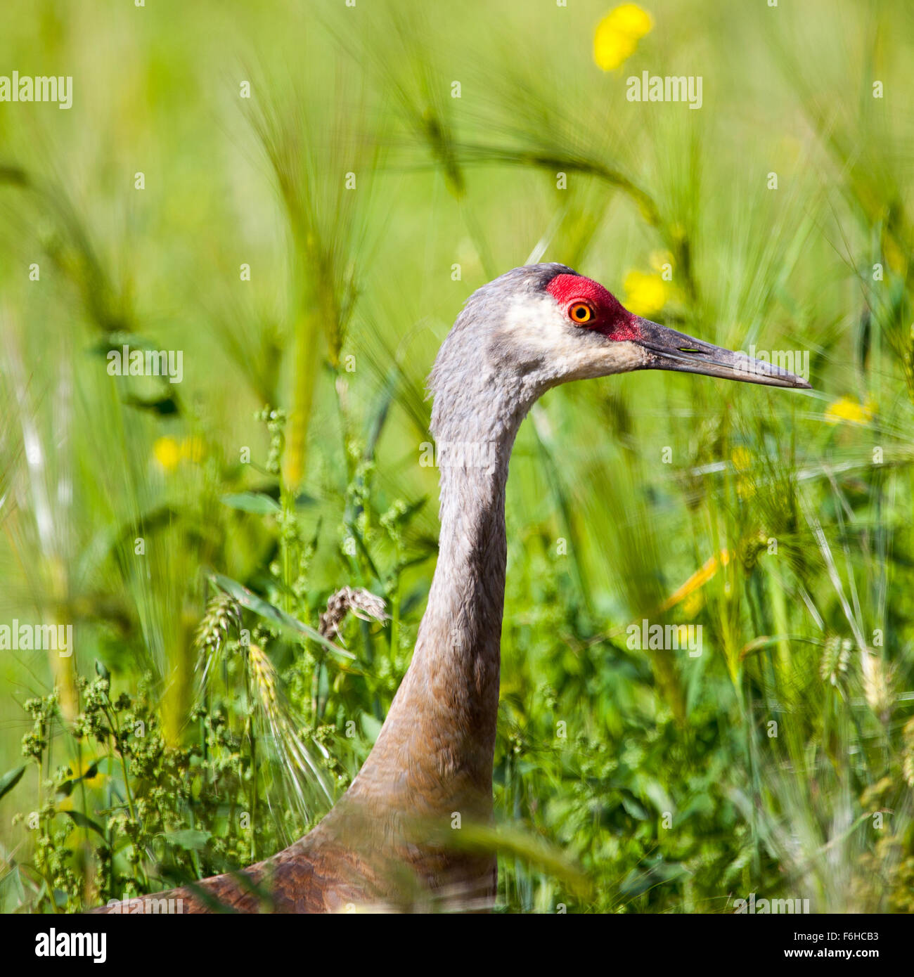 Sandhill Crane nel Creamer's Field Migratory Waterfowl Refuge, Fairbanks, Alaska Foto Stock