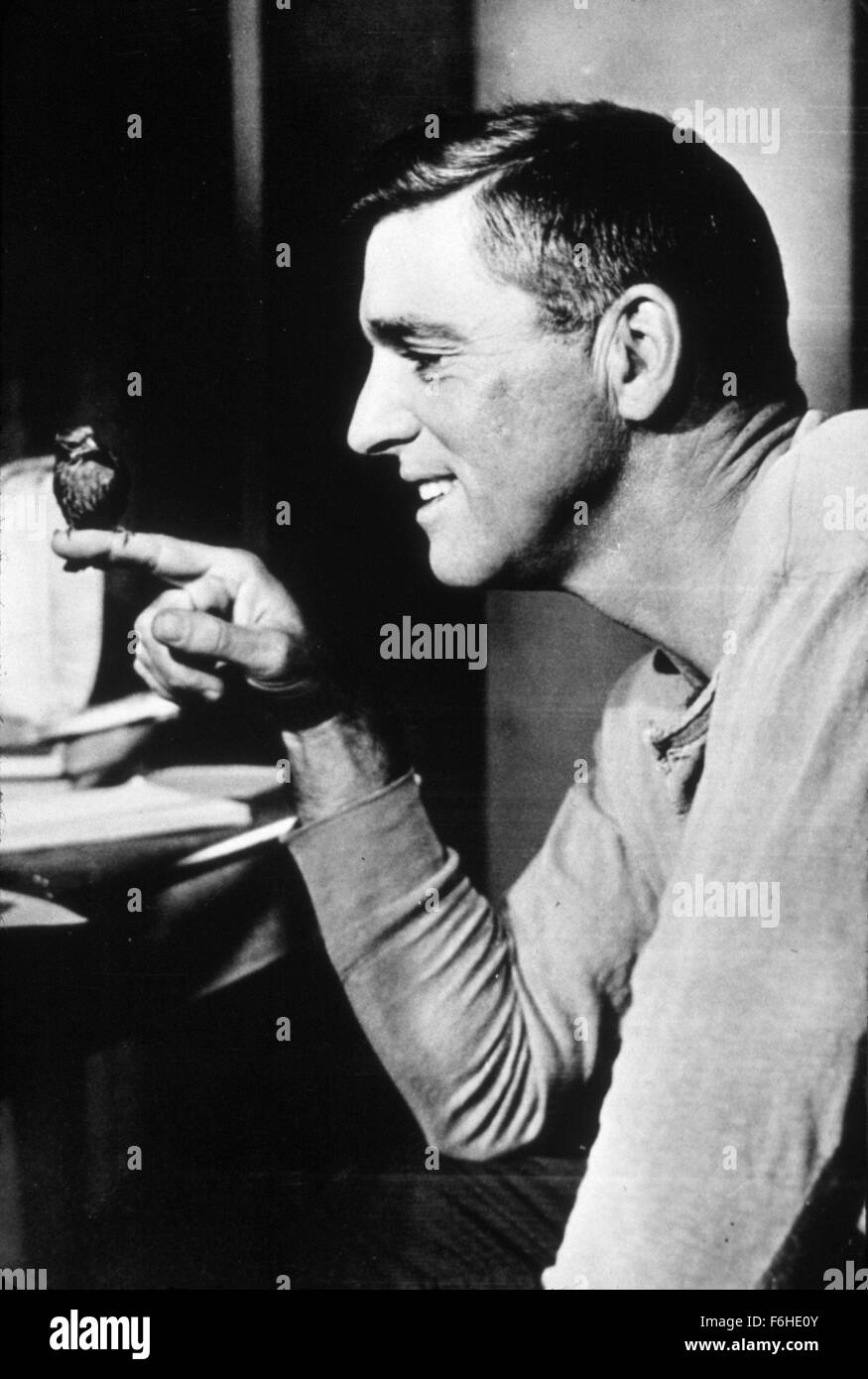 1962, il titolo del film: Birdman of Alcatraz, Direttore: John Frankenheimer, Studio: UA, nella foto: Animali (con attori), BIRD, John Frankenheimer. (Credito Immagine: SNAP) Foto Stock