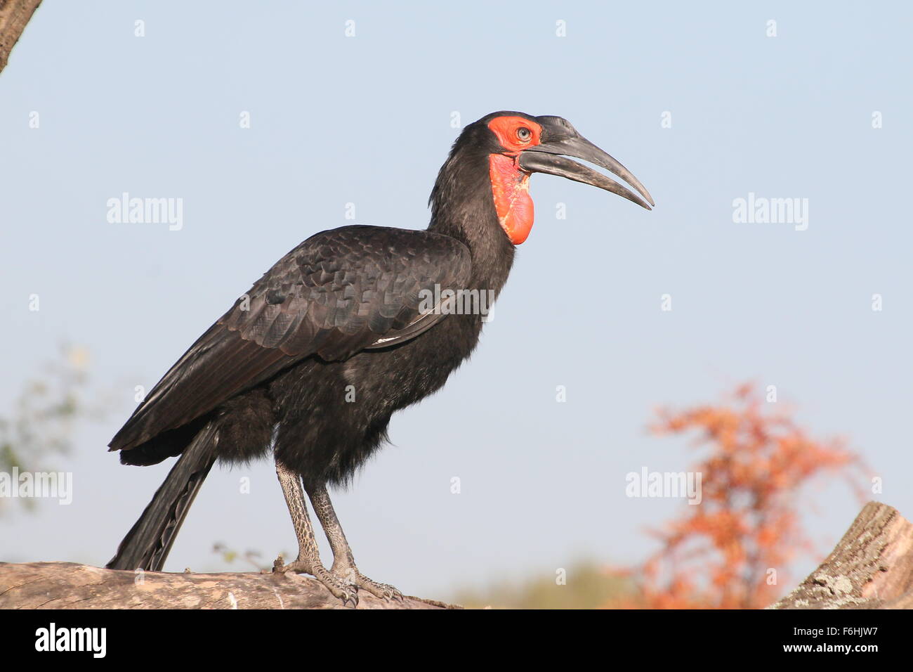 Maschio Sud Africano suolo Hornbill (Bucorvus Leadbeateri, precedentemente Bucorvus Cafer) appollaiate su un ramo Foto Stock