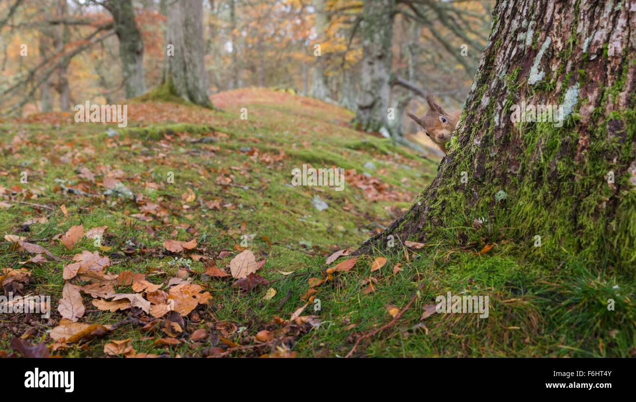 Red scoiattolo (Sciurus vulgaris) mostrato di peeking intorno a un albero in una foresta nel parco nazionale di Cairngorms, Scozia. Foto Stock
