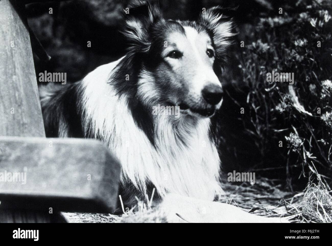 1948, il titolo del film: colline di casa, Direttore: FRED M WILCOX, Studio: MGM, nella foto: Cane, LASSIE. (Credito Immagine: SNAP) Foto Stock