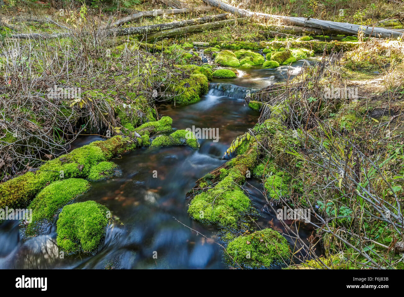 Flusso con moss rocce coperte in Hyalite Canyon vicino a Bozeman, Montana Foto Stock