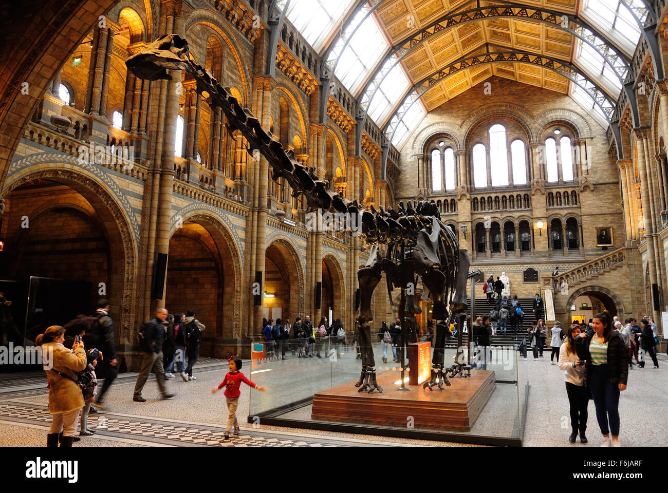 Un Diplodocus scheletro cast, affettuosamente noto come Dippy, sul display nel Hintze Hall, il Museo di Storia Naturale di Londra - Regno Unito Foto Stock