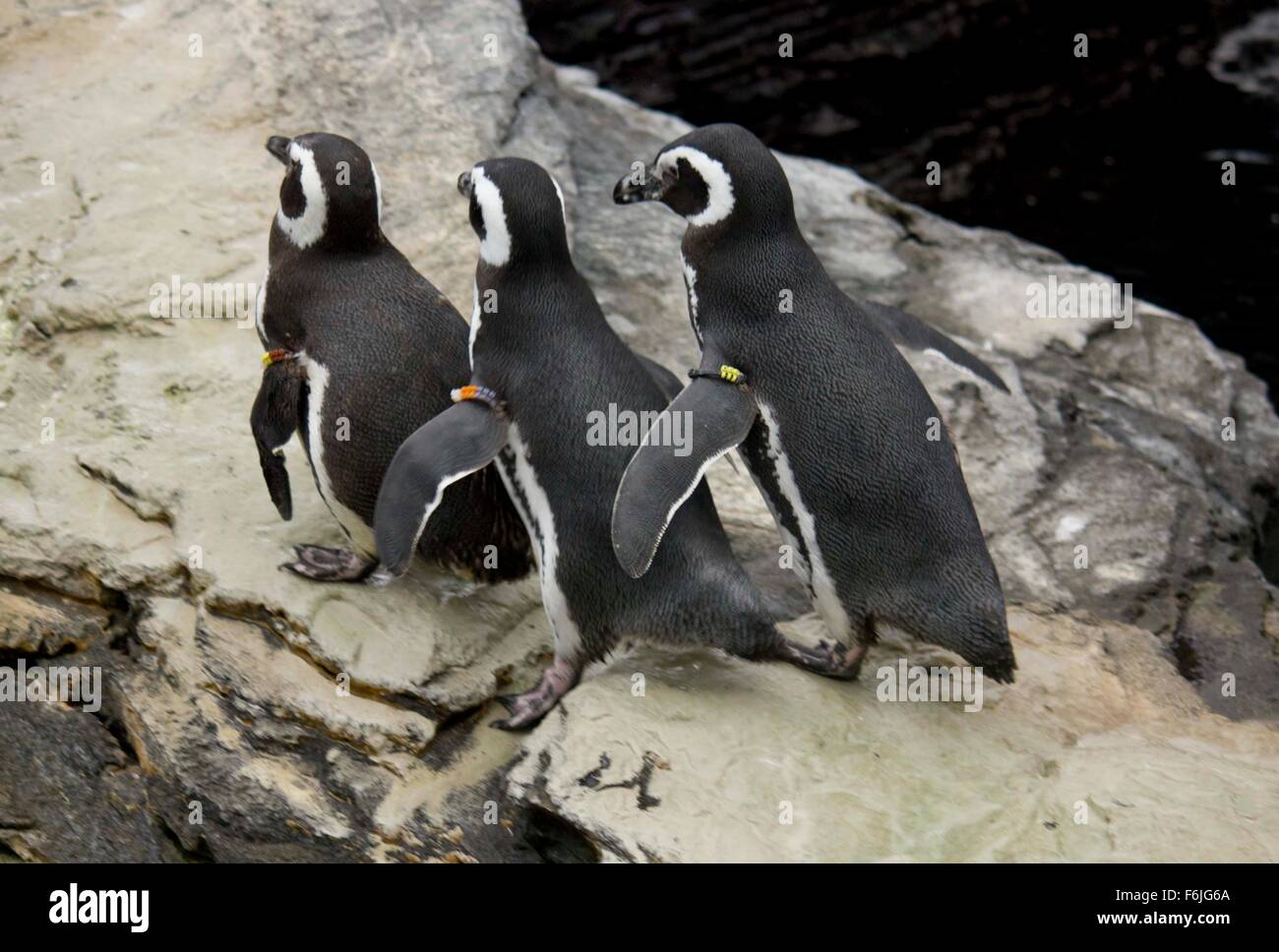 Tre Magellanic penguin in una riga a Lisbona Acquarium Foto Stock