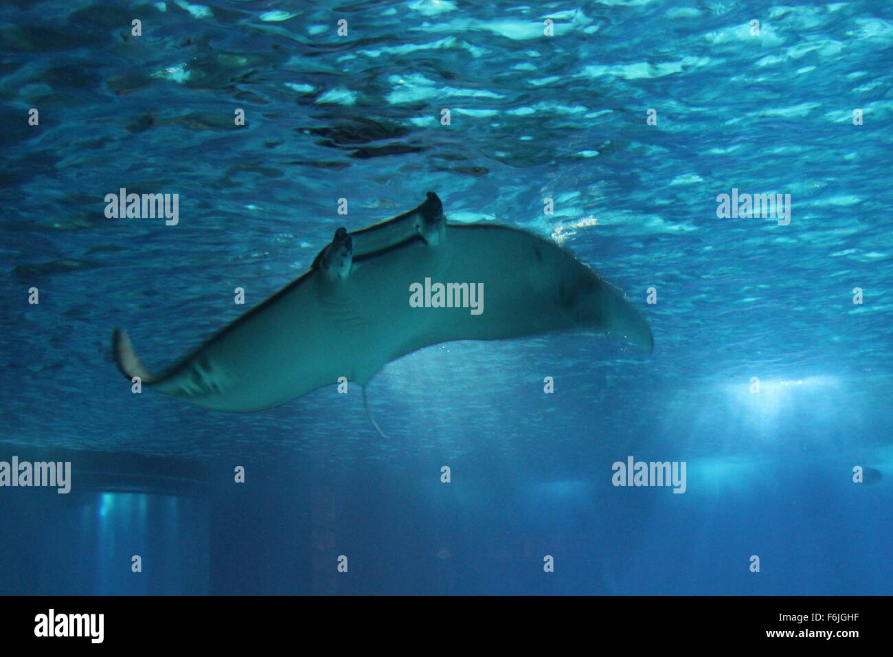 Lisbona, Portogallo - 24 ottobre 2014: Manta Ray Pesci subacquea flottante in acquario di Lisbona Foto Stock