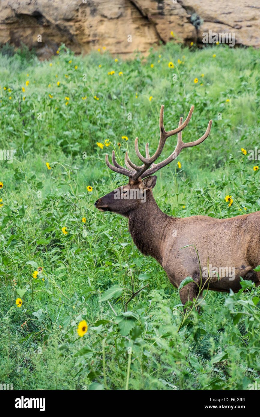 Elk (Cervus canadensis) su una pianura desertica Foto Stock