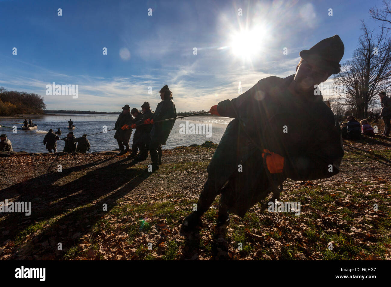 I pescatori reti da traino la tradizionale raccolta della Repubblica ceca Carp Pond Bosilec. Boemia del Sud, Repubblica Ceca Foto Stock