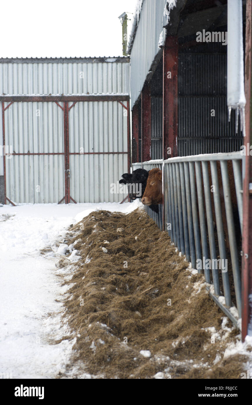 Bestiame in una grande stalla in inverno in Scozia Foto Stock