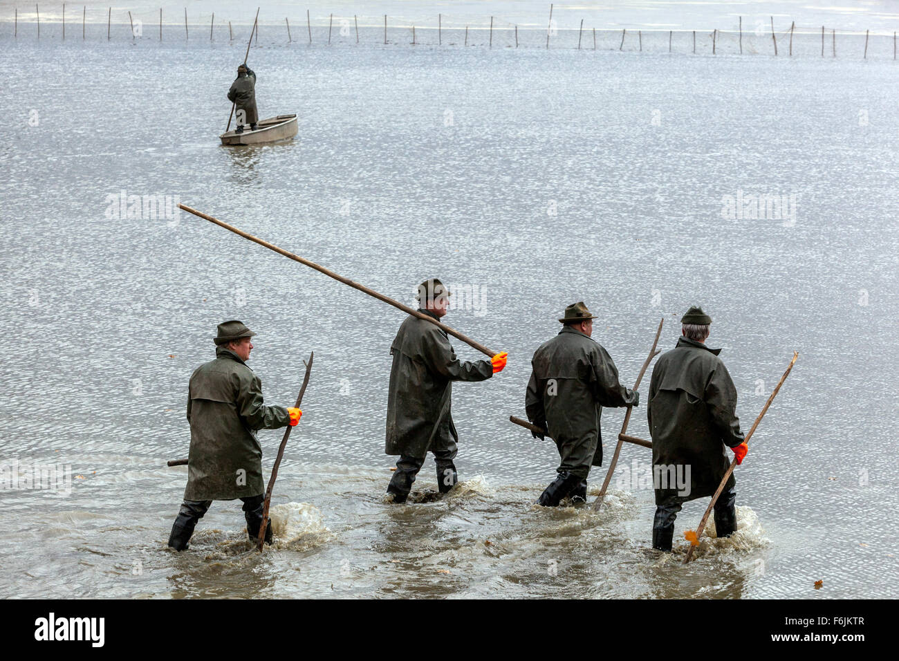 Pescatori con bastone di legno tradizionale raccolta di carpe ceco Stagno Bosilec. Boemia del Sud, Repubblica Ceca popolazione Foto Stock
