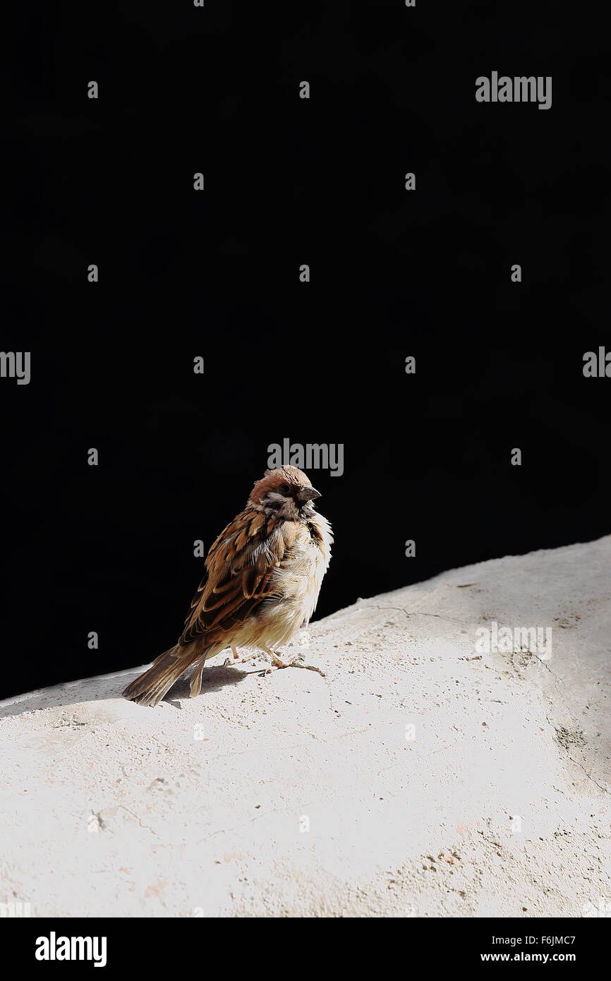 Sparrow appollaiato sul parapetto di bianco di costruire sulla base del 1073 AD-Khon Konchog Gyalpo fondato a Nord Seat-Sakya monast Foto Stock