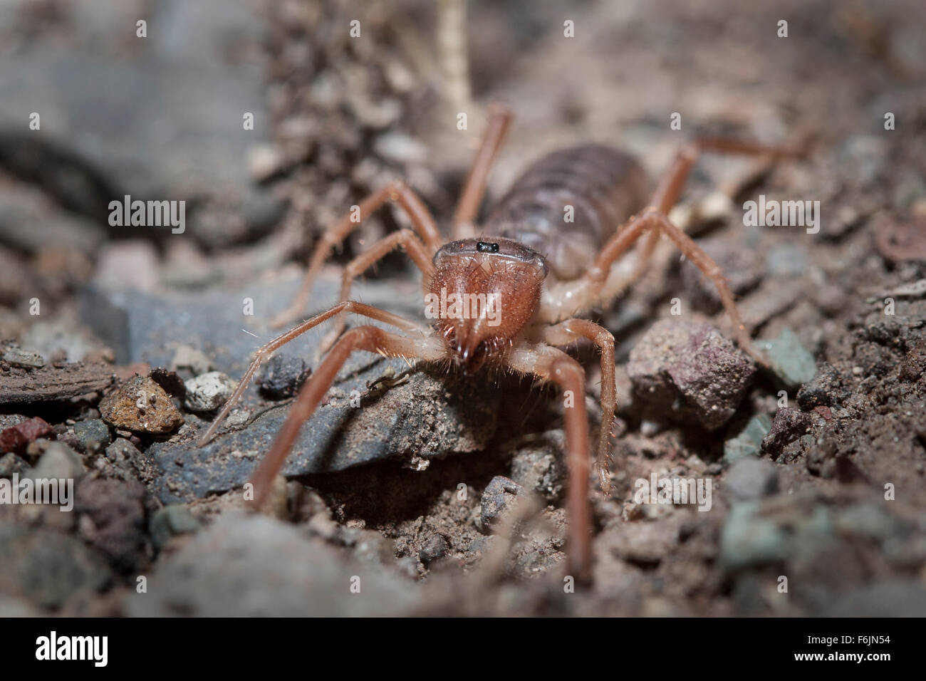 Un solpugid, famelica rispetto della crociera. Foto Stock