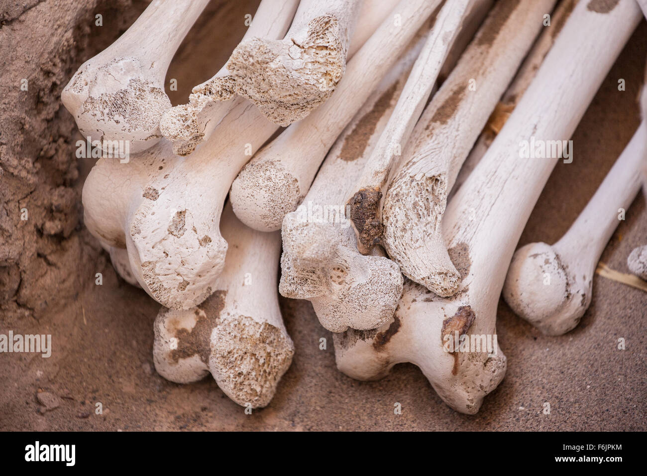 Un mucchio di ossa umane (cimitero di Chauchilla, Perù). Foto Stock
