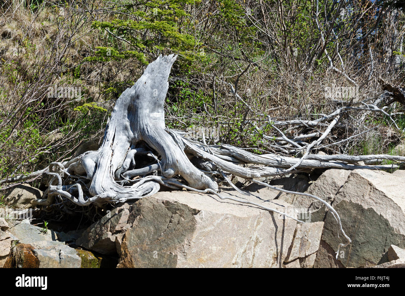 Un driftwood moncone in Otter Cove, Parco Nazionale di Acadia, Maine. Foto Stock