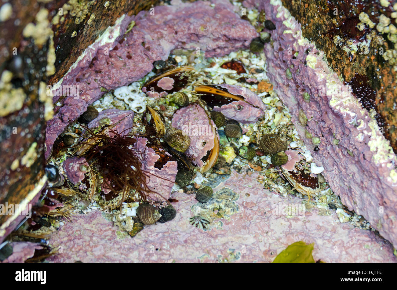 Cavallo di cozze incrostato con rosa alimentazione coralline in un pool di marea con pervinca e patelle, Parco Nazionale di Acadia, Maine. Foto Stock