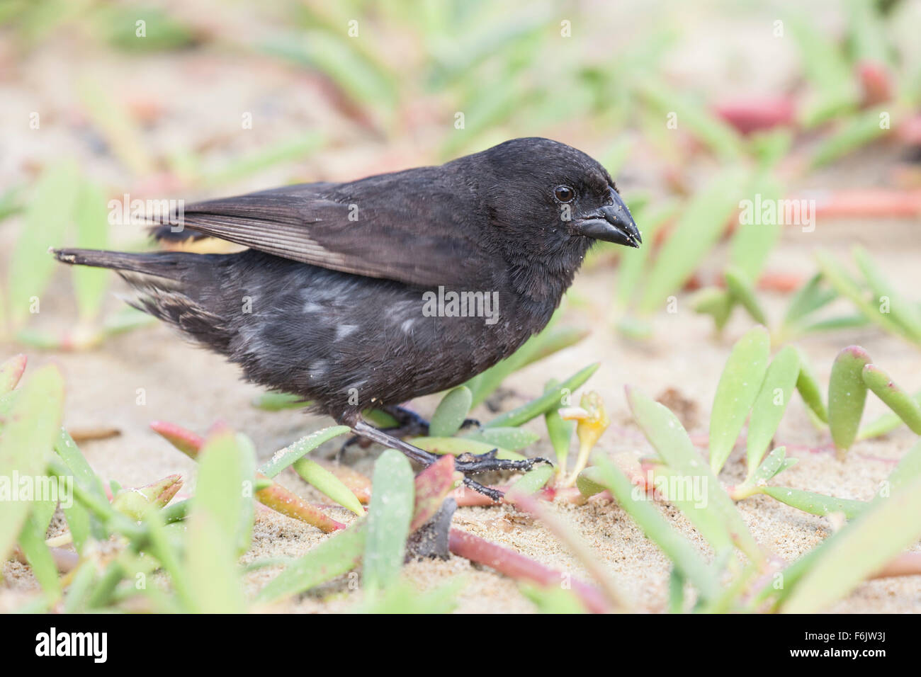 Galapagos massa piccola finch (Geospiza fuliginosa). Foto Stock