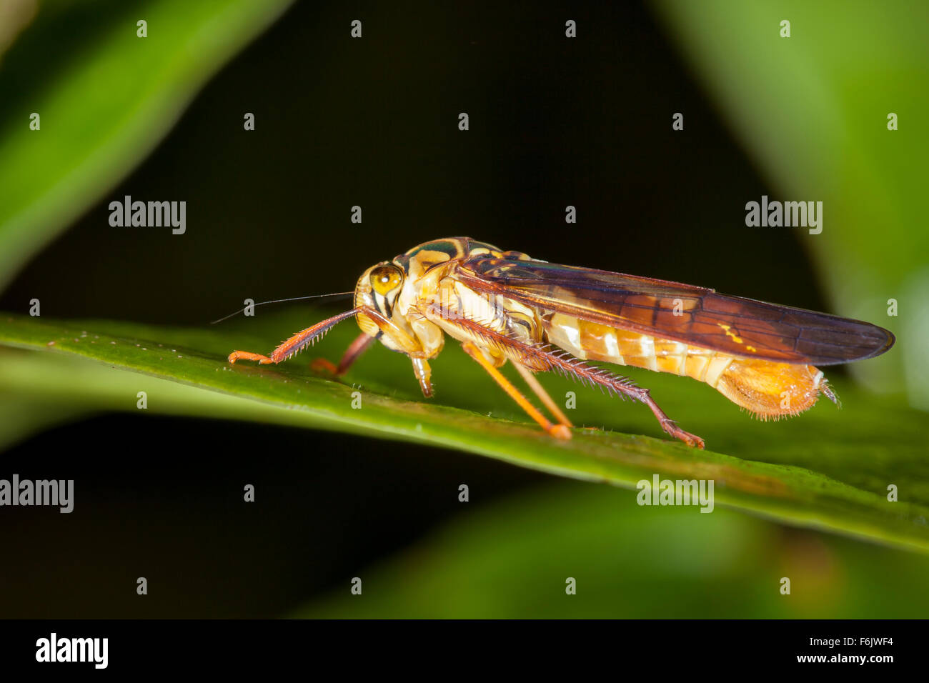 Leafhopper che assomiglia molto ad una vespa. Questo è un fantastico esempio di mimetismo Batesian. Foto Stock