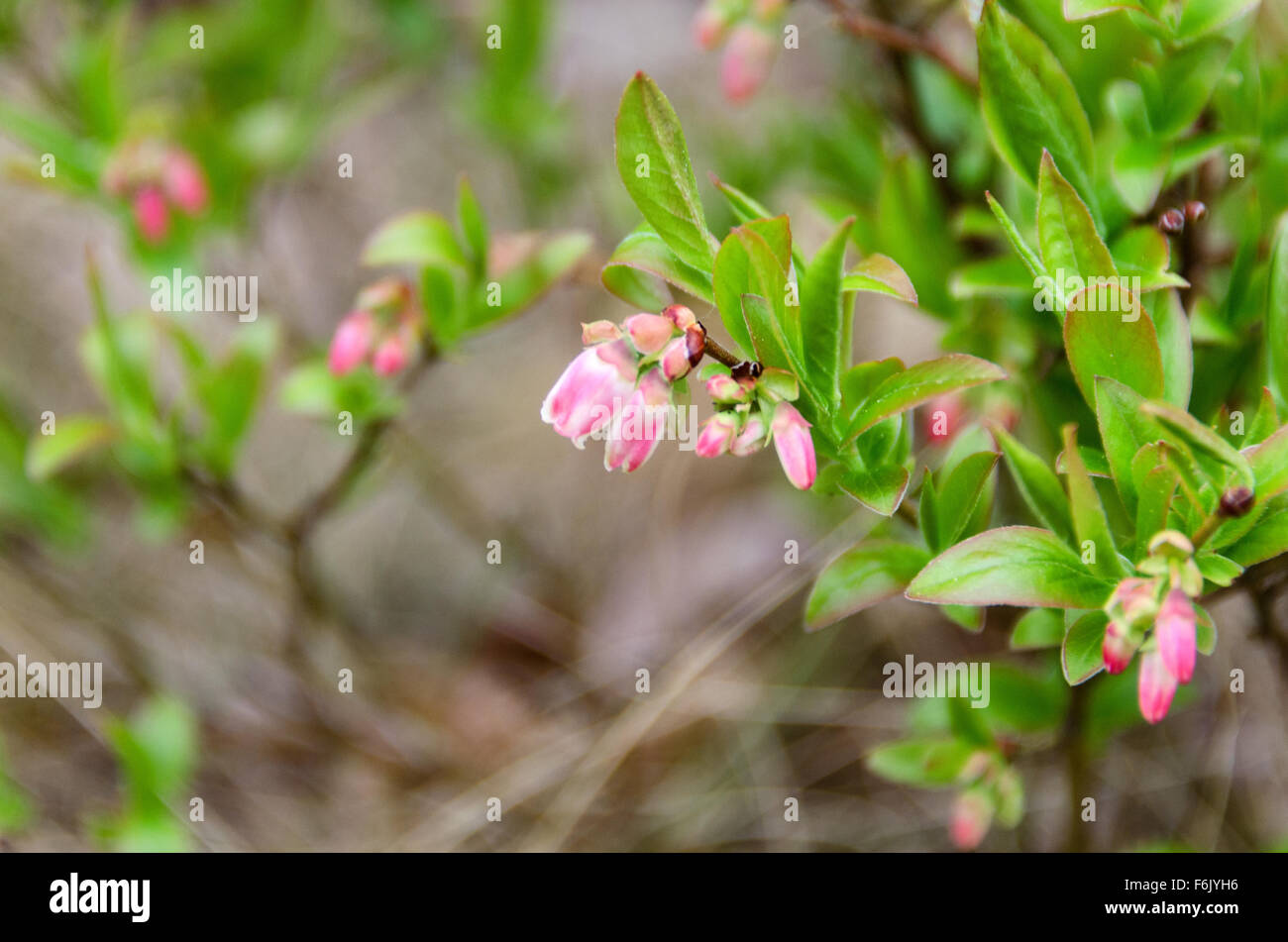 Vista ravvicinata di wild lowbush mirtillo (Vaccinium angustifolium) fiori in maggio, Parco Nazionale di Acadia, Maine. Foto Stock