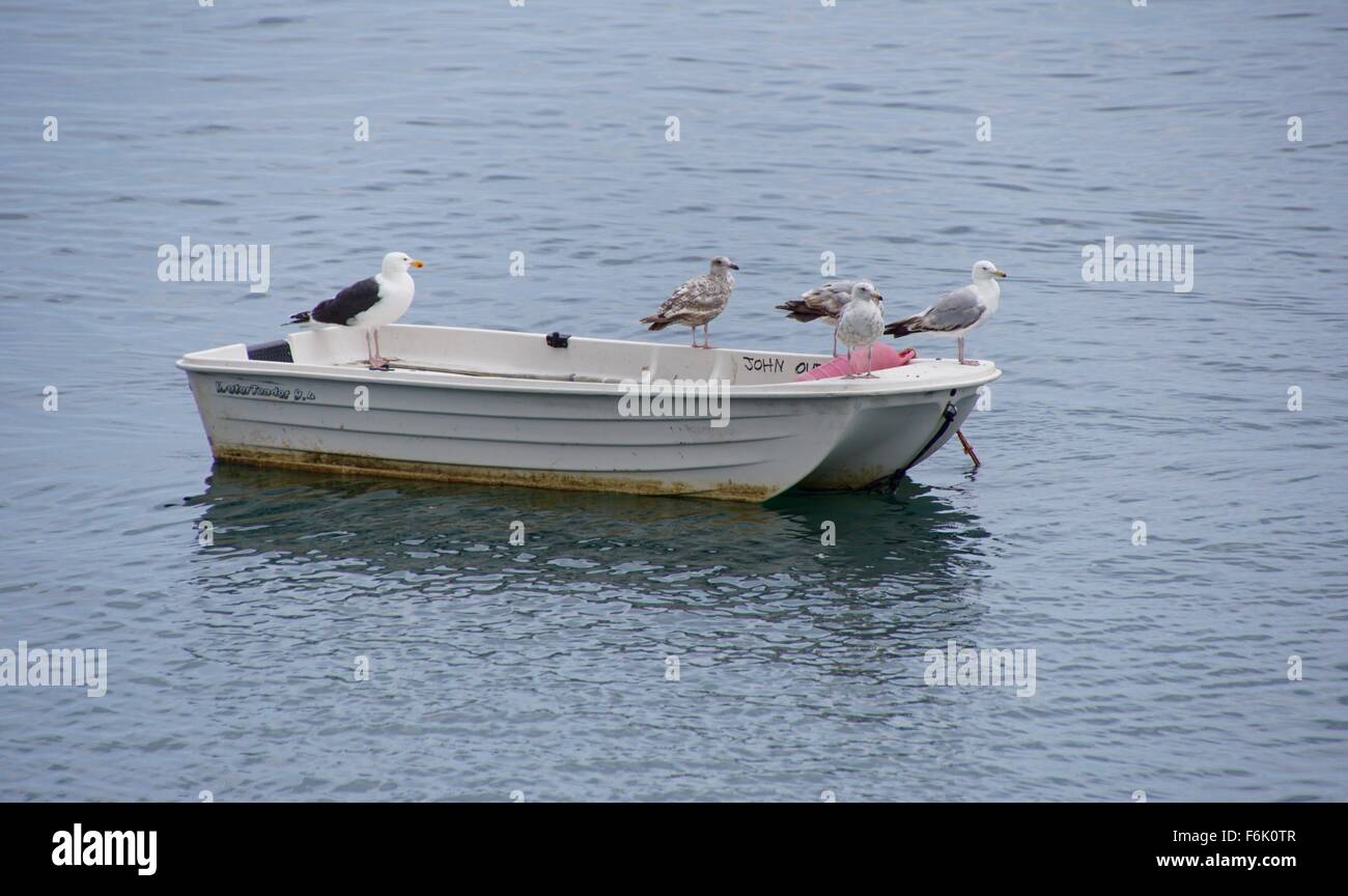 Gabbiani reali in piedi su una barca a remi Foto Stock