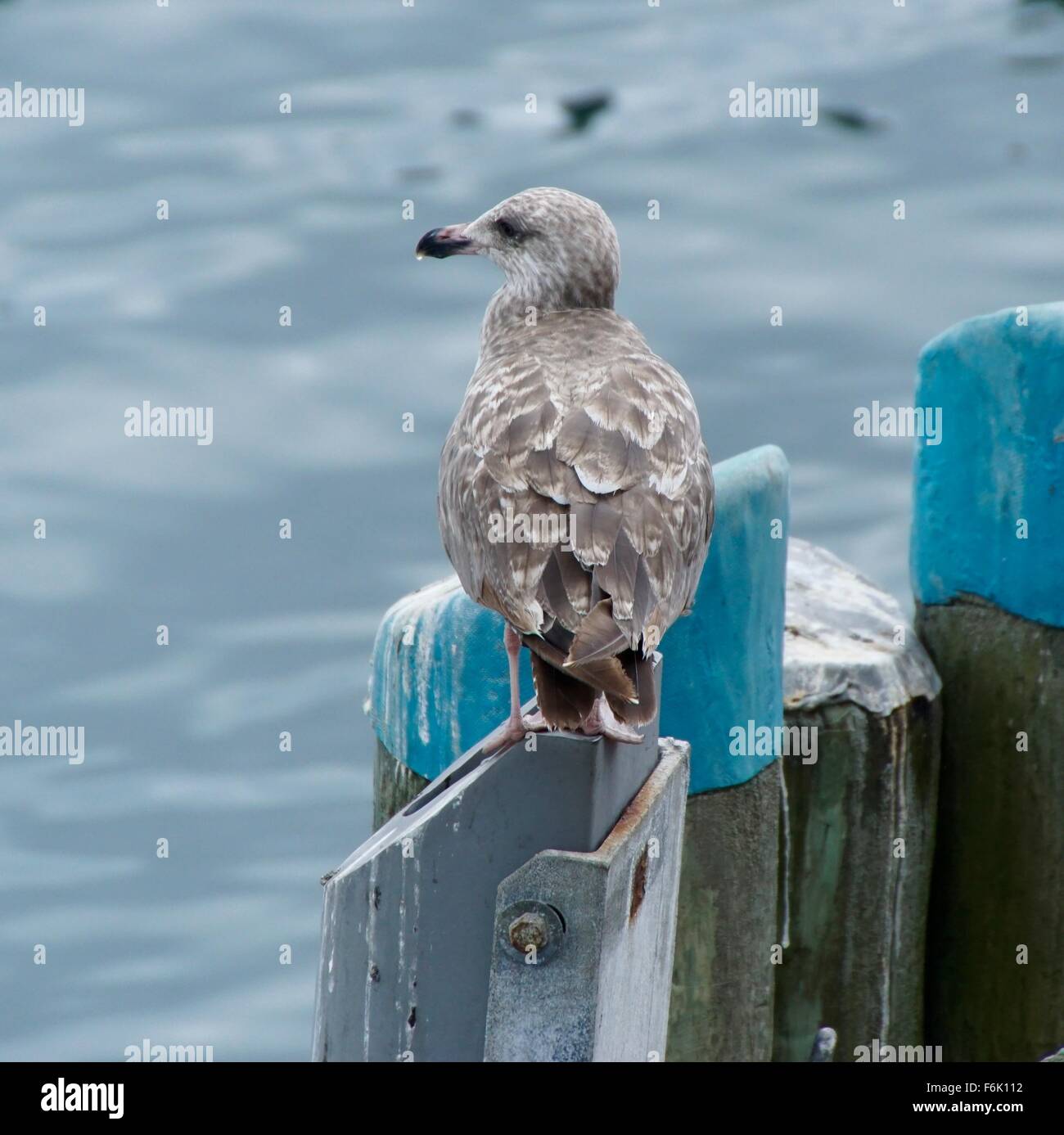 Gabbiani reali a chatham Harbour, Cape Cod, Massachusetts, Stati Uniti d'America Foto Stock