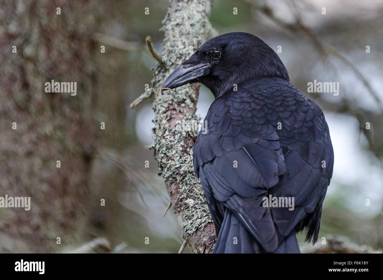 Close-up di un American Crow (Corvus brachyrhynchos), il Parco Nazionale di Acadia, Maine. Foto Stock