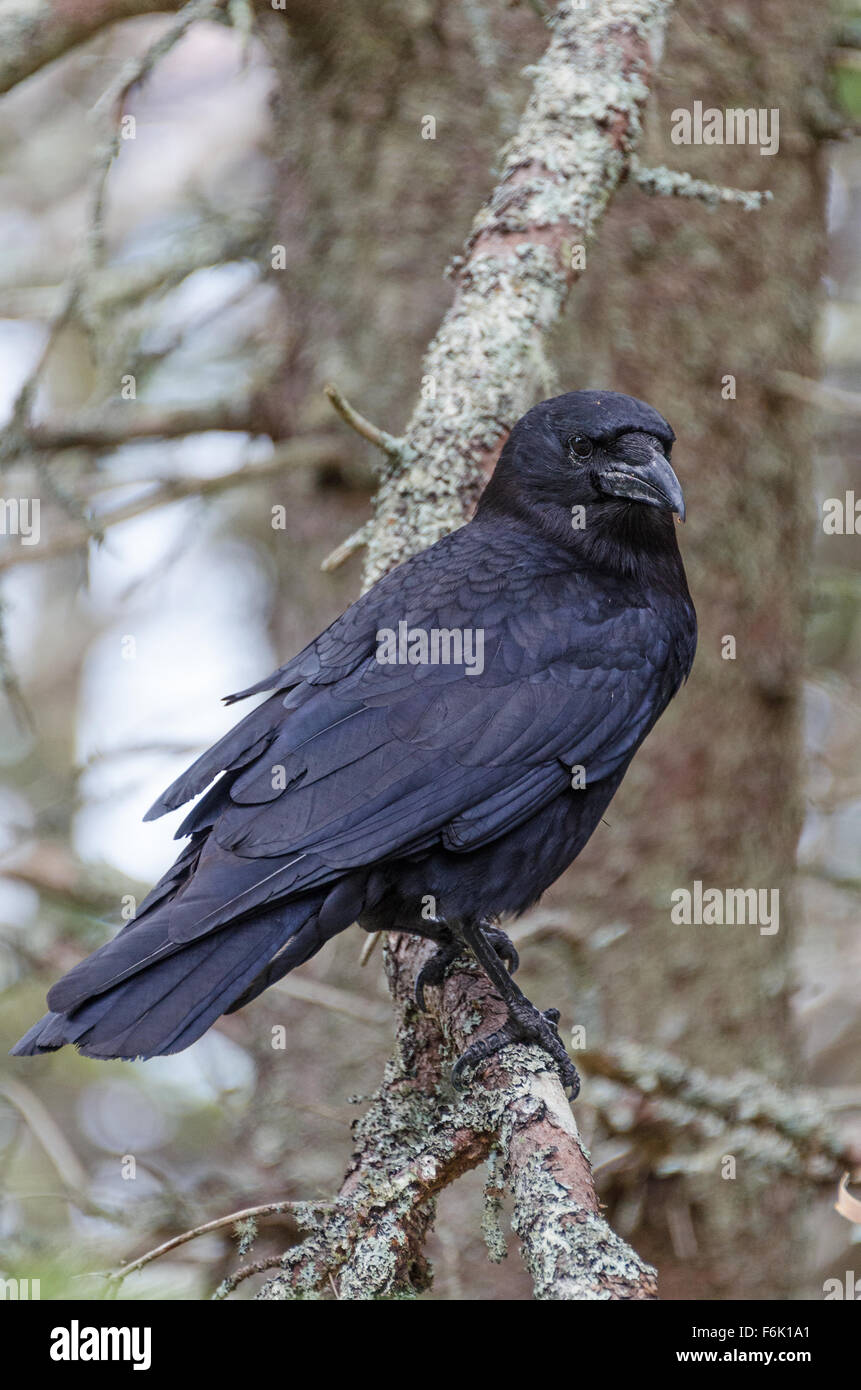 Un Americano Crow (Corvus brachyrhynchos) appollaiato su un ramo di un albero di abete rosso, il Parco Nazionale di Acadia, Maine. Foto Stock