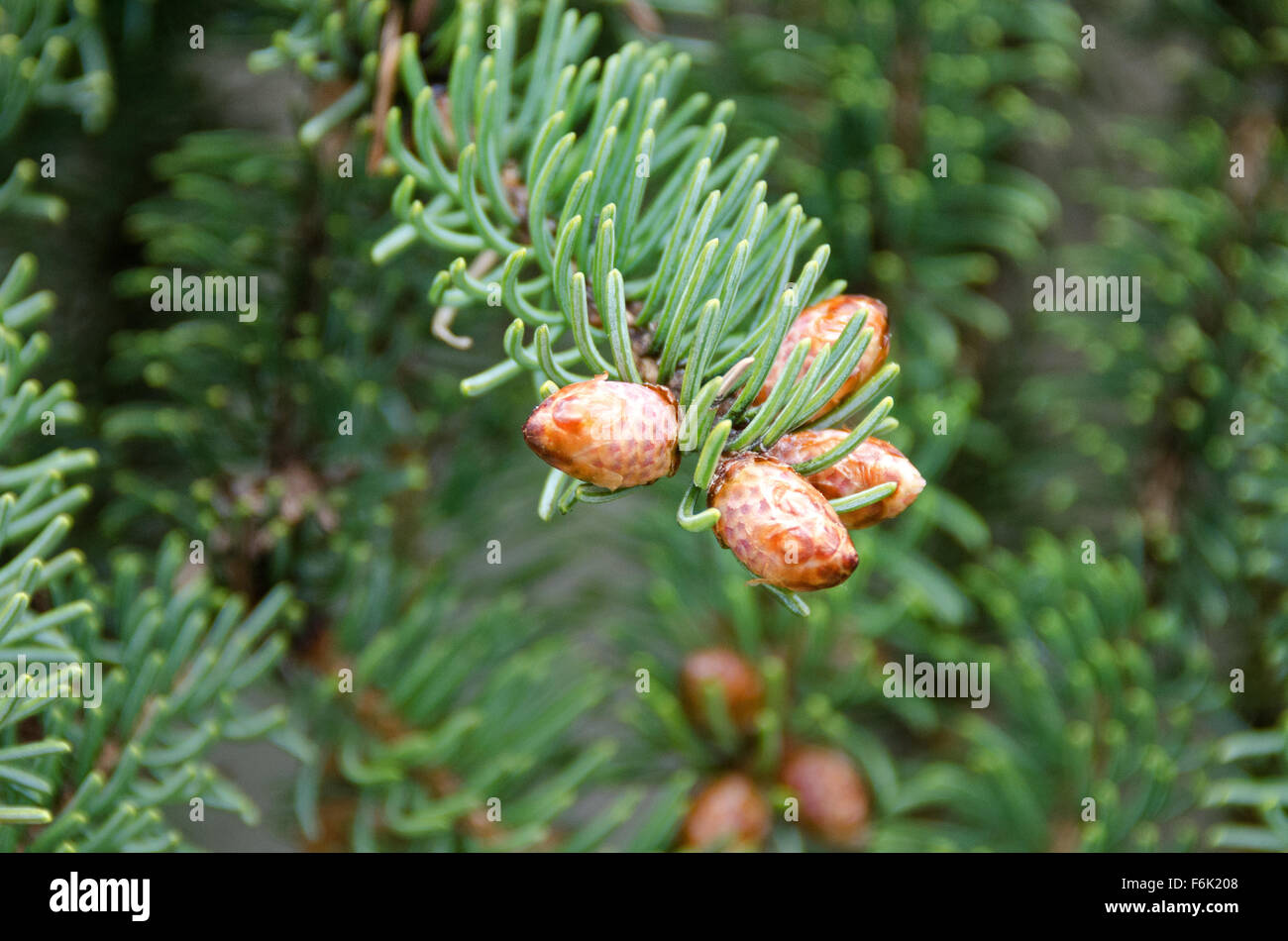 L'abete bianco (Picea glauca) Foto Stock