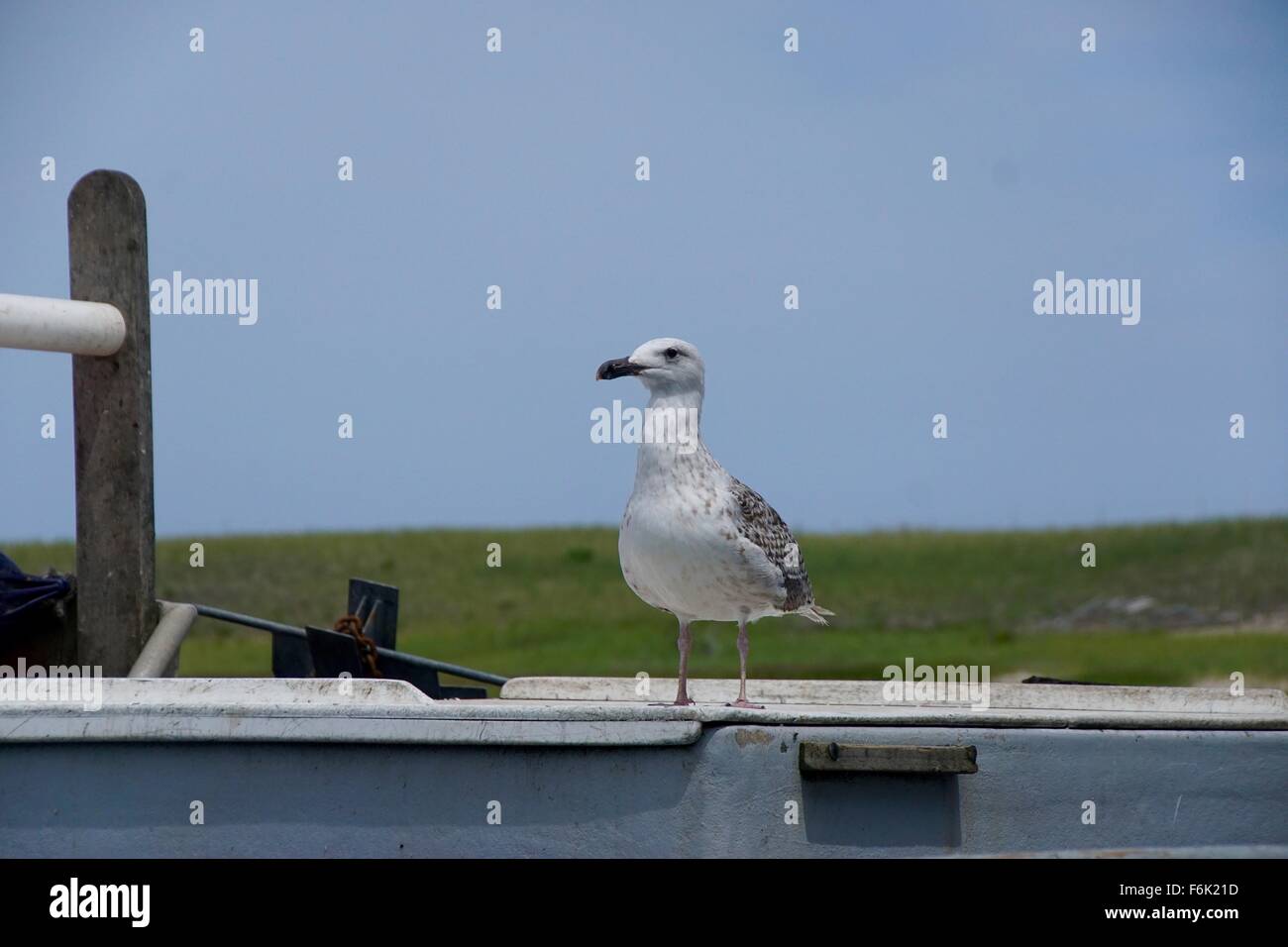 Aringa Gabbiano seduta sul lato di una barca a remi, Chatham, Cape Cod, STATI UNITI D'AMERICA Foto Stock