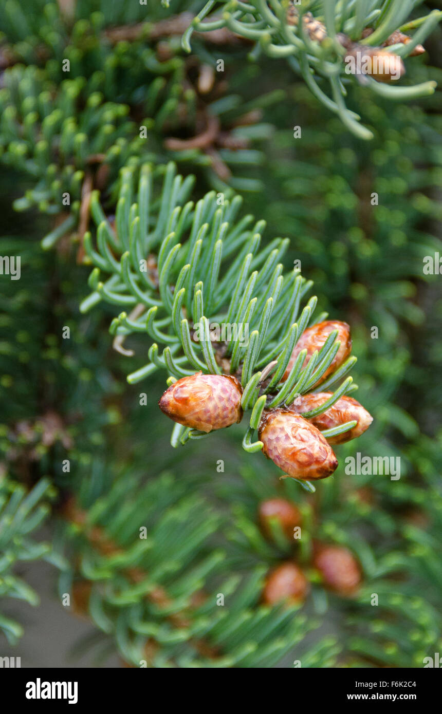 L'abete bianco (Picea glauca) Foto Stock