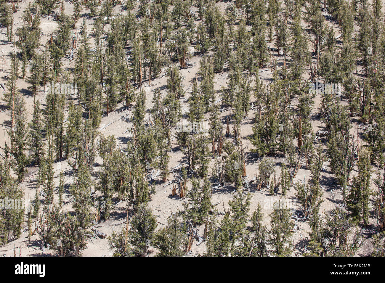 Bristlecone antica foresta di pini, California, Stati Uniti d'America. Bristlecone pines sono tra le poche piante che non sono in grado di tollerare alte elevati Foto Stock