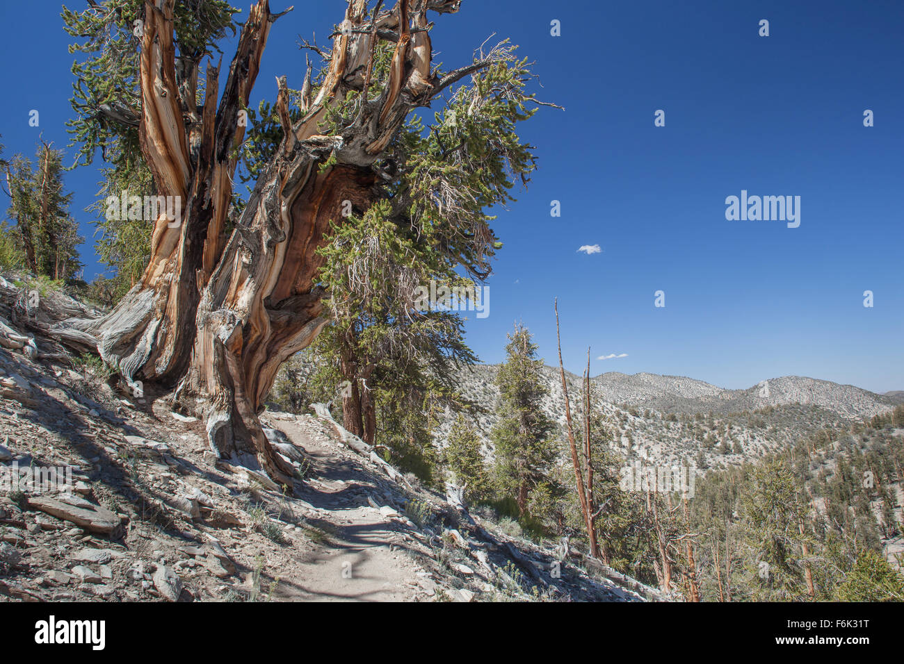 Grandi bristlecone pine tree accanto al sentiero. Bristlecone antica foresta di pini, California, Stati Uniti d'America. Foto Stock