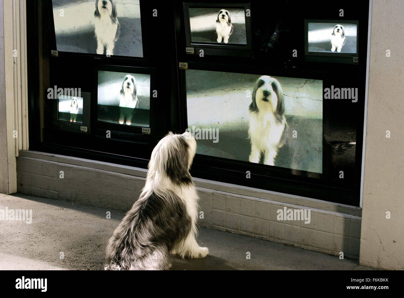 Data di rilascio: 10 marzo 2006. Il titolo del filmato: il cane Shaggy.  STUDIO: Walt Disney Pictures. Trama: un uomo cerca di vivere una vita  normale nonostante il fatto che egli talvolta