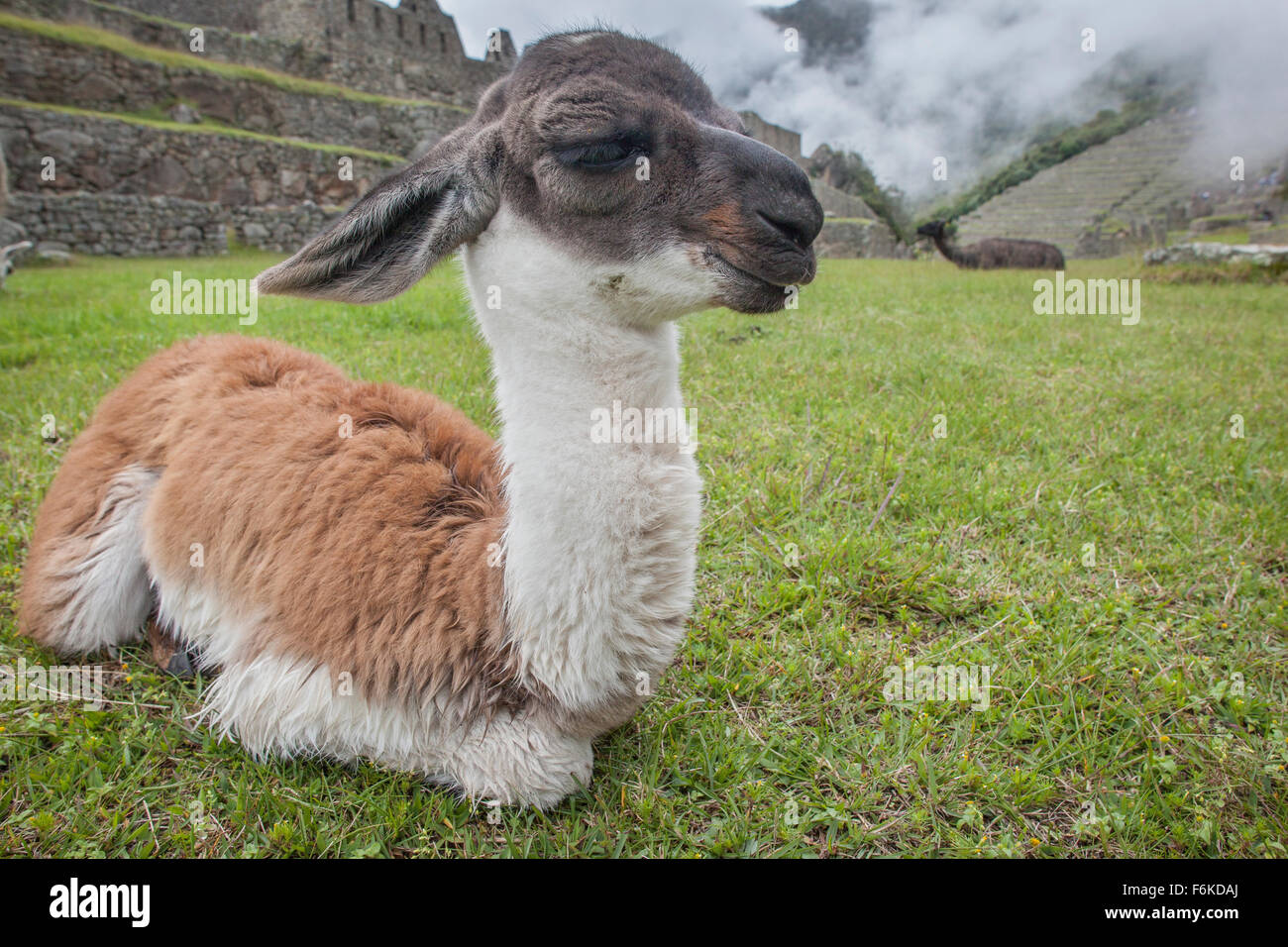 Un giovane llama (cria) appoggia nella parte anteriore delle antiche rovine Inca di Machu Picchu, Perù. Foto Stock