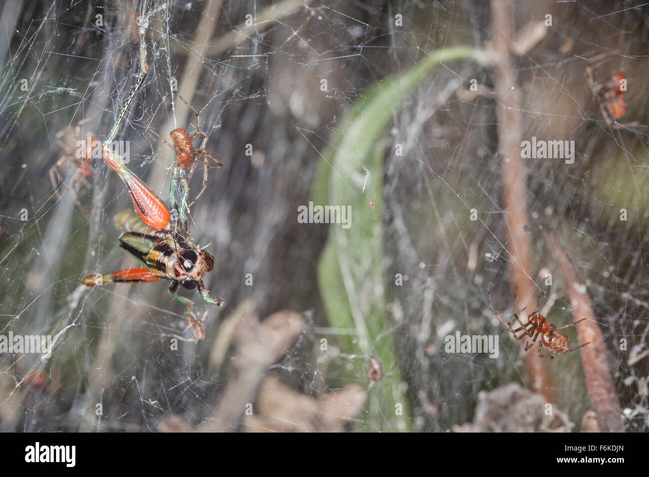 Web comunale-tessitura di ragni può prendere molto più grande preda (e.g, questo grasshopper) rispetto a qualsiasi singolo spider potrebbe di propria. Foto Stock