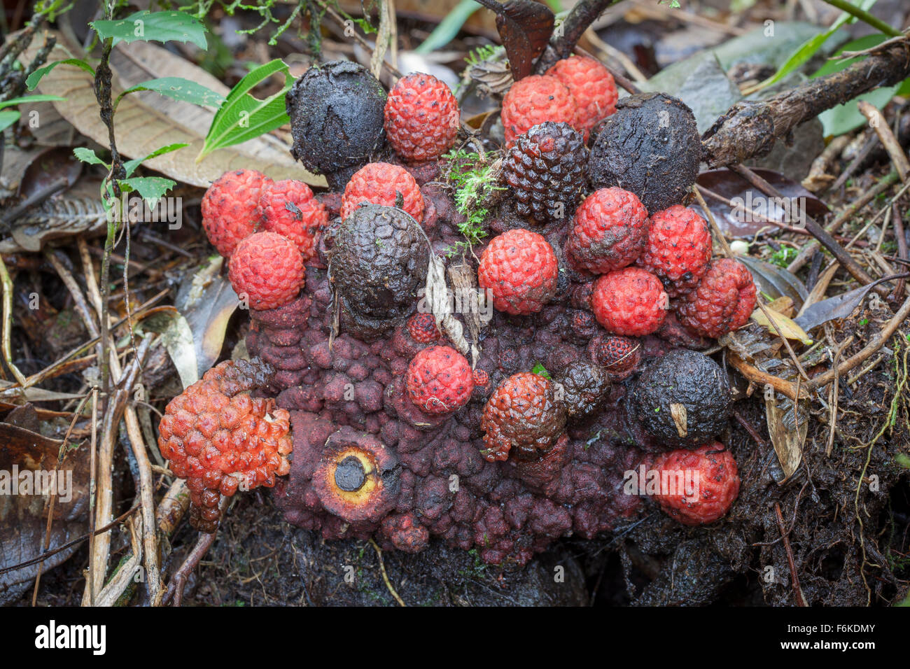 Strutture riproduttive di una pianta parassita nella famiglia Balanophoraceae. Foto Stock