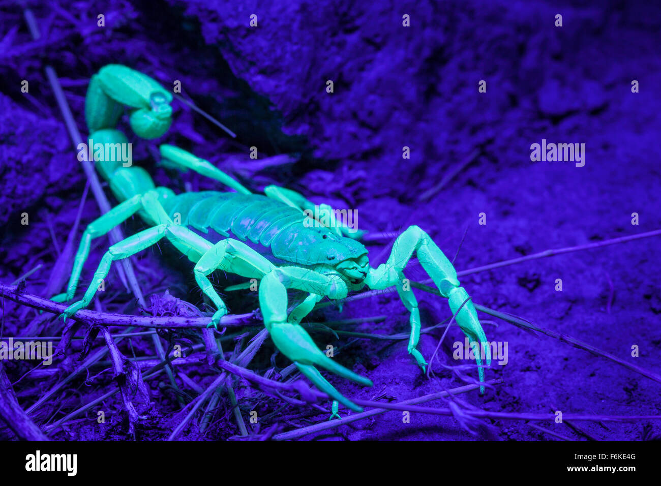 Desert hairy scorpion (Hadrurus spadix) nella parte orientale della Oregon, Stati Uniti d'America, di fluorescenza di sotto luce ultravioletta. Foto Stock