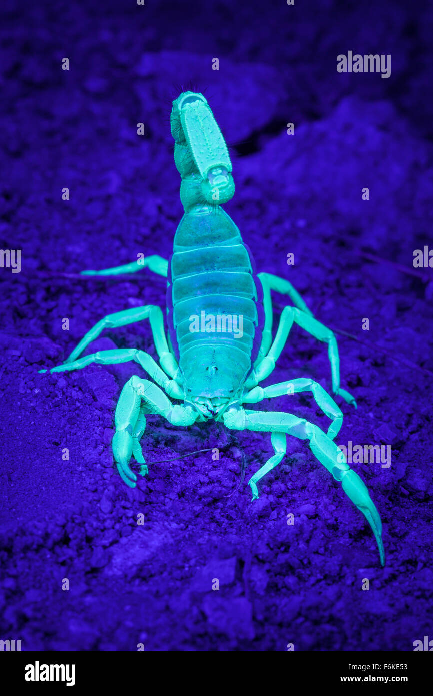 Desert hairy scorpion (Hadrurus spadix) nella parte orientale della Oregon, Stati Uniti d'America, di fluorescenza di sotto luce ultravioletta. Foto Stock