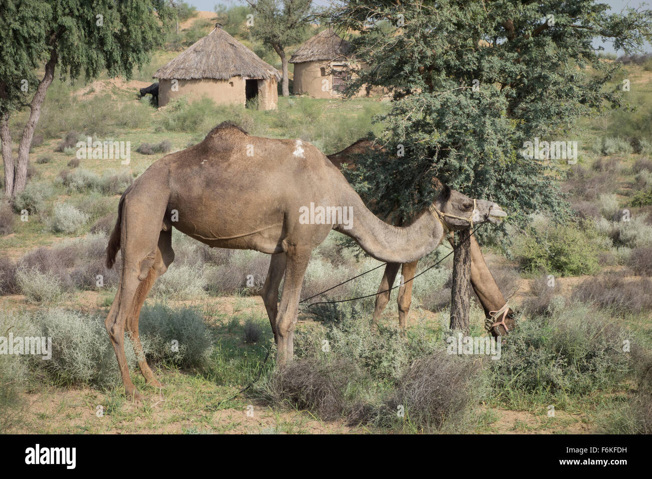 Cammelli che pascolano nella parte anteriore di una capanna nel deserto di Thar Rajasthan (India). Foto Stock