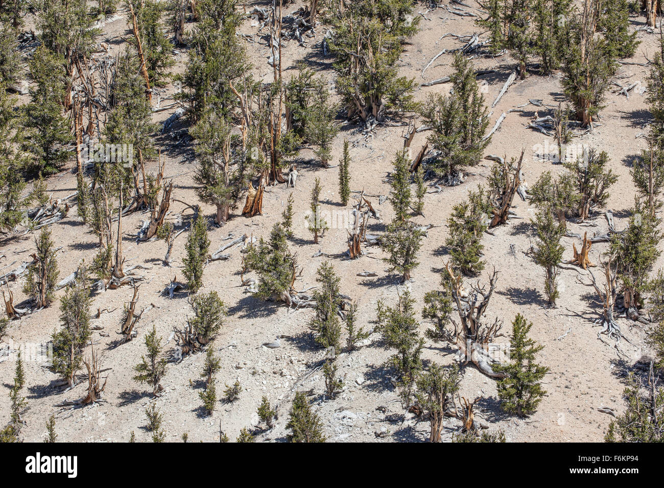 Bristlecone antica foresta di pini, California, Stati Uniti d'America. Bristlecone pines sono tra le poche piante che non sono in grado di tollerare alte elevati Foto Stock