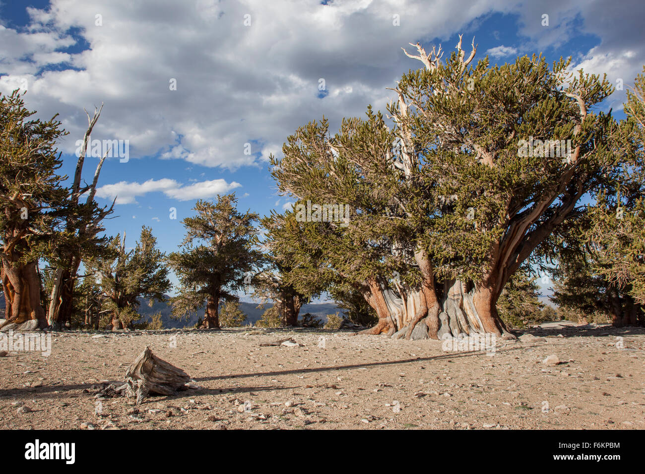 Il Patriarca Tree, il più grande bristlecone pine tree nel mondo. Bristlecone antica foresta di pini, California, Stati Uniti d'America. Foto Stock